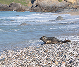 Seal Release - 30th April 2025