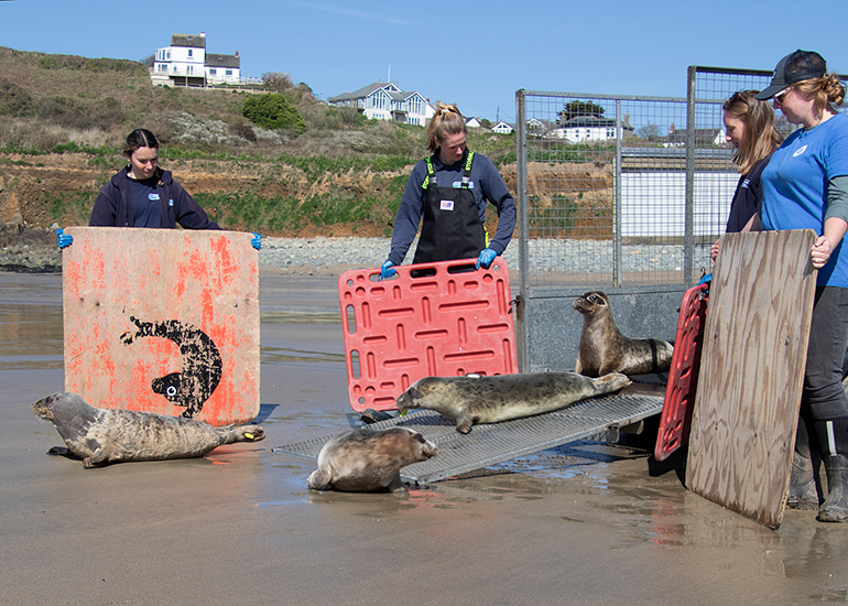 Seal Release - 31st March 2025