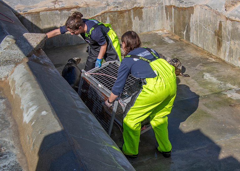 Seal Release - 31st March 2025