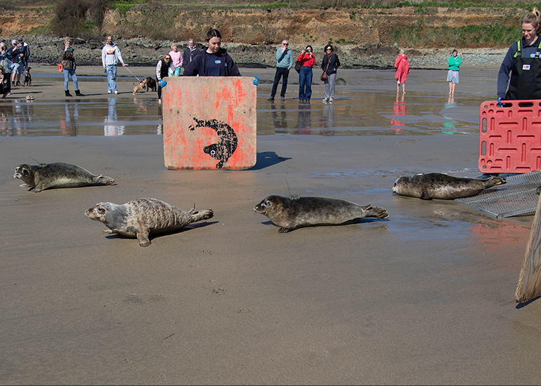 Seal Release - 31st March 2025