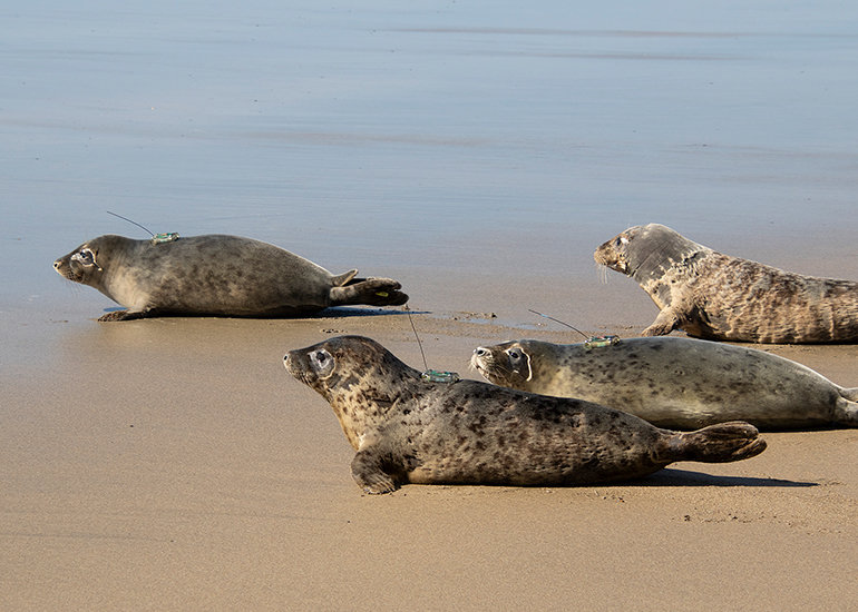 Seal Release - 31st March 2025