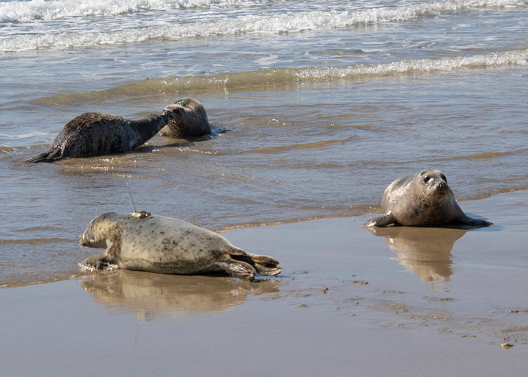 Seal Release - 31st March 2025