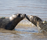 Seal Release - 31st March 2025