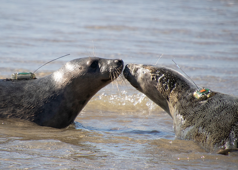Seal Release - 31st March 2025