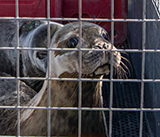 Seal Release - 31st March 2025