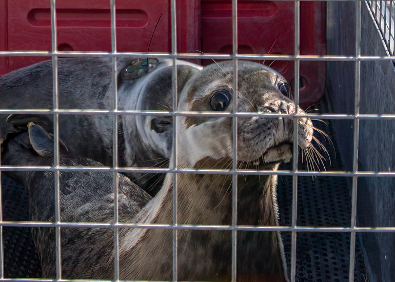 Seal Release - 31st March 2025