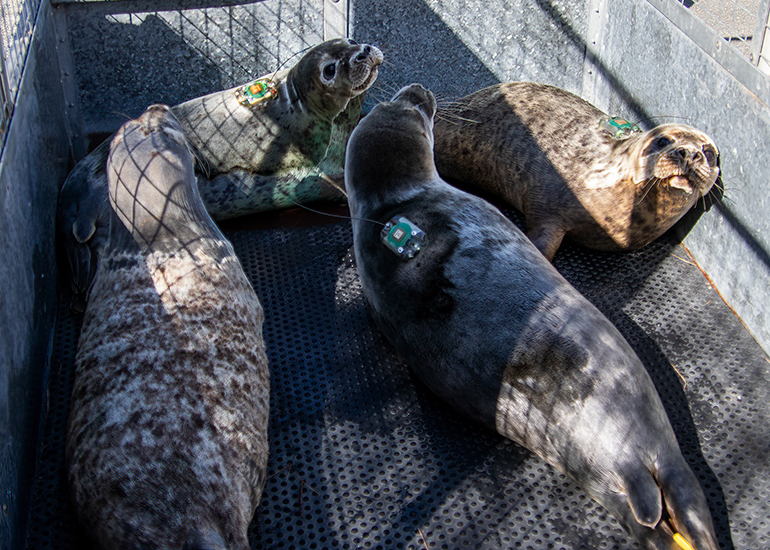 Seal Release - 31st March 2025