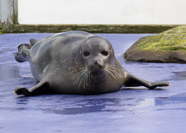 Hunstanton Sea Life