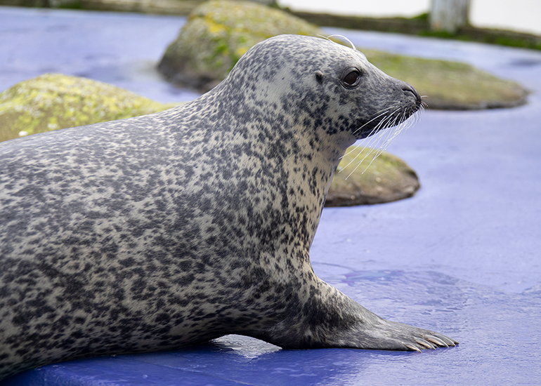 Hunstanton Sea Life