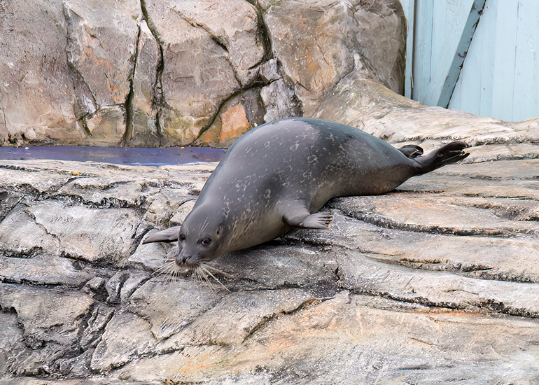 Hunstanton Sea Life