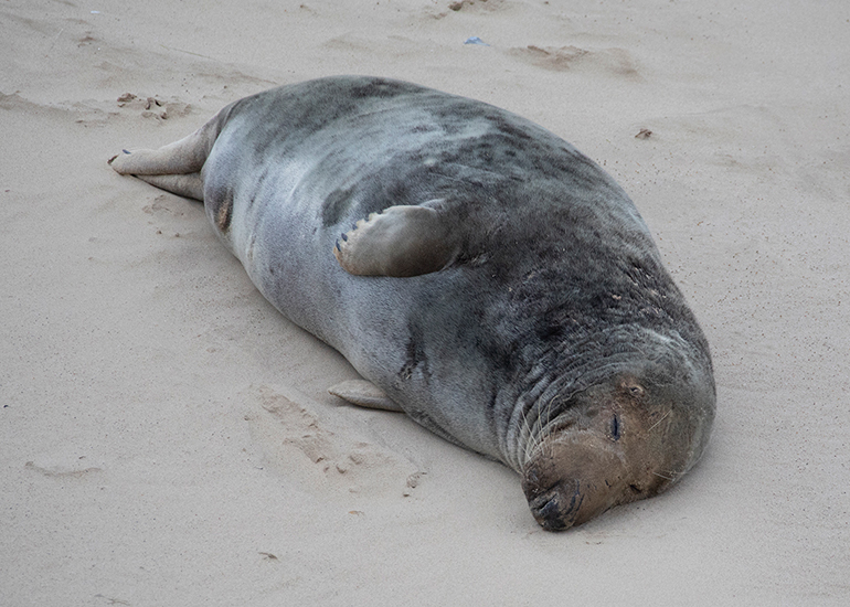 Seals in the Wild - December 2024