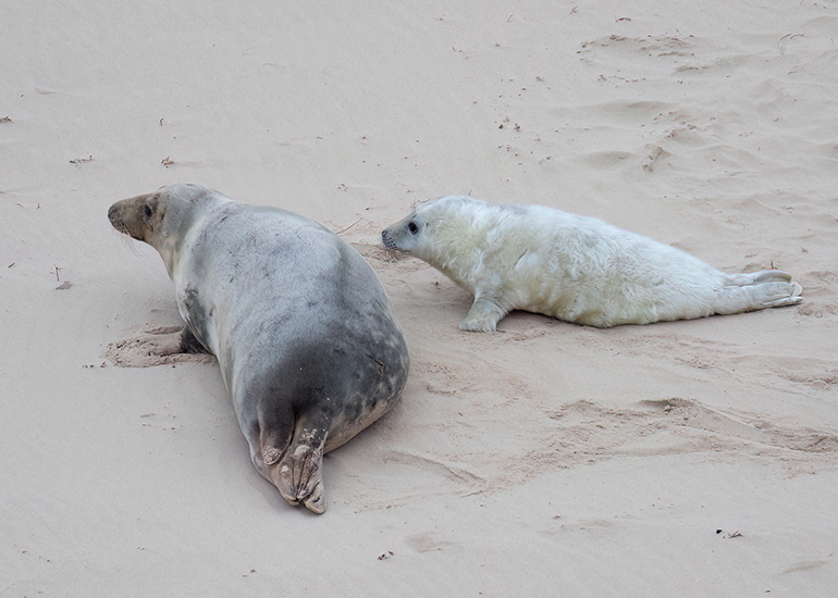 Seals in the Wild - December 2024