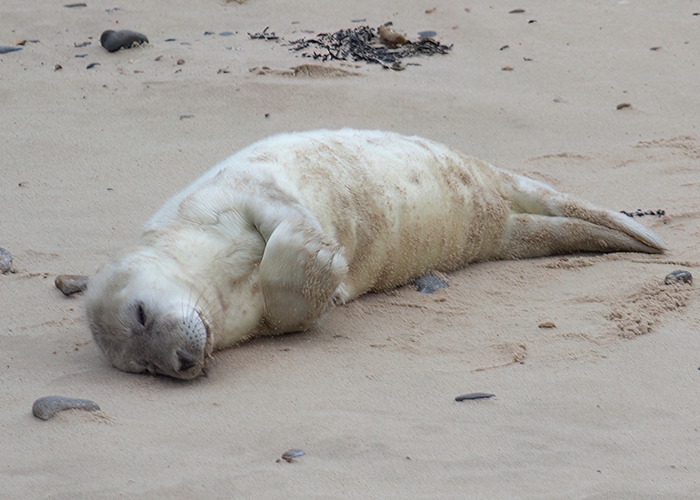 Seals in the Wild - December 2024