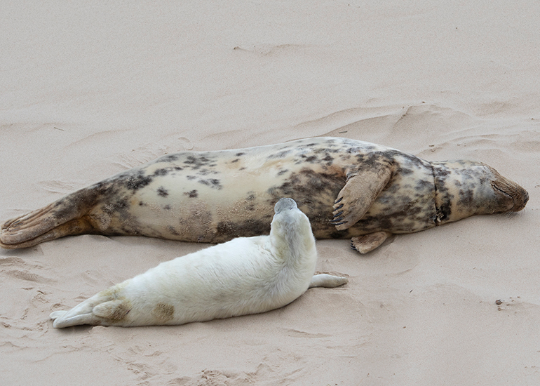 Seals in the Wild - December 2024
