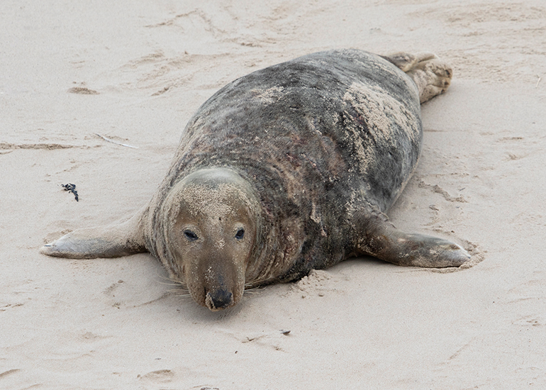 Seals in the Wild - December 2024