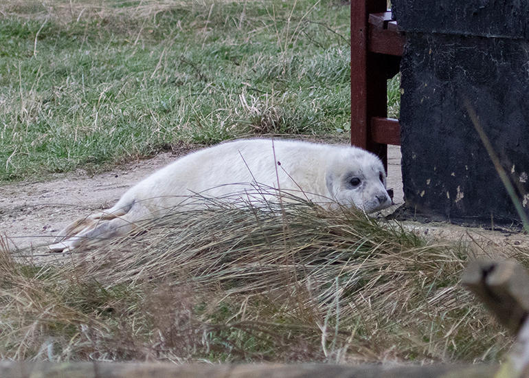 Seals in the Wild - December 2024