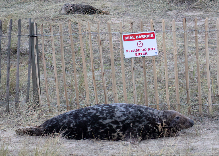 Seals in the Wild - December 2024