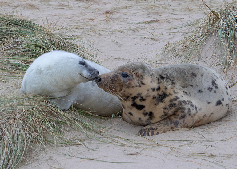 Seals in the Wild - December 2024