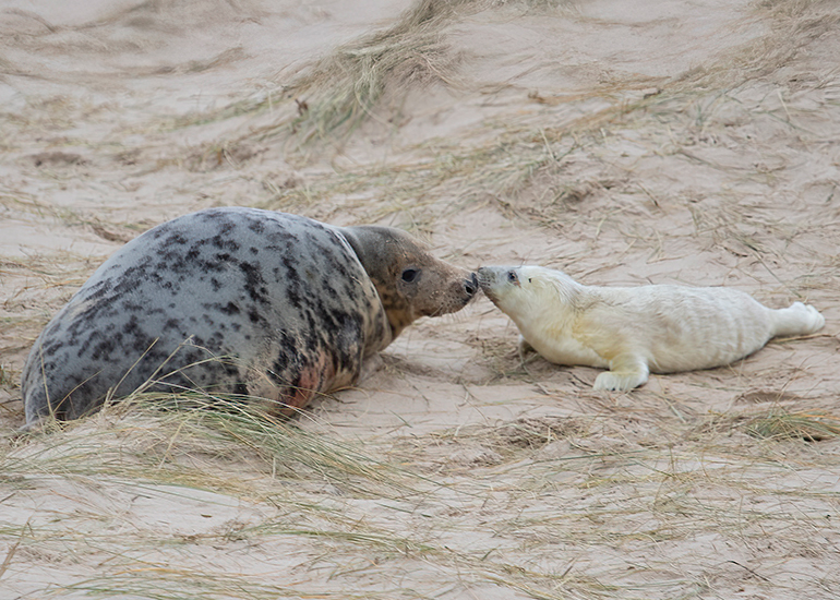 Seals in the Wild - December 2024