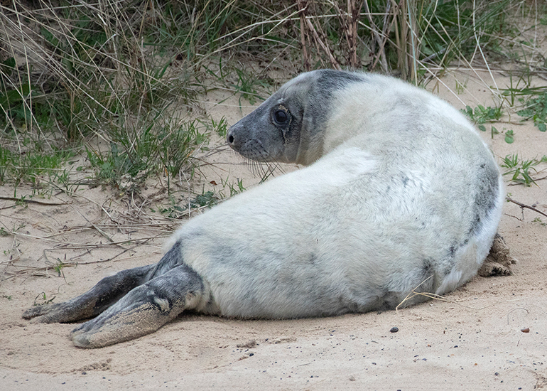 Seals in the Wild - December 2024
