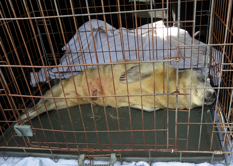 Seals in the Wild - 18th August 2026
