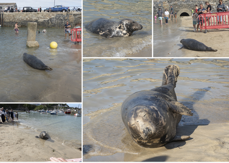 Seals in the wild