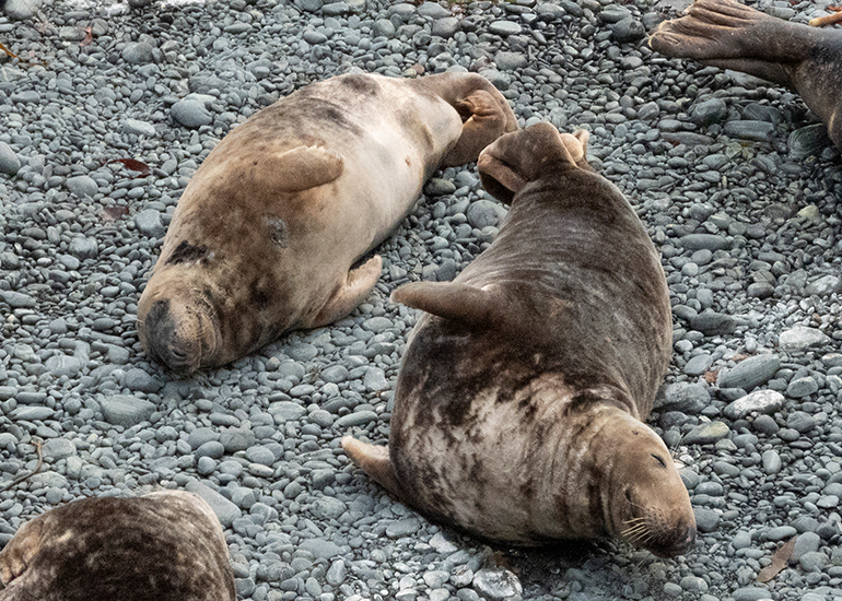 Seals in the Wild - South Cornwall - 3rd January 2026