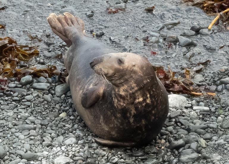 Seals in the Wild - South Cornwall - 3rd January 2026