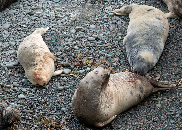 Seals in the Wild - South Cornwall - 3rd January 2026