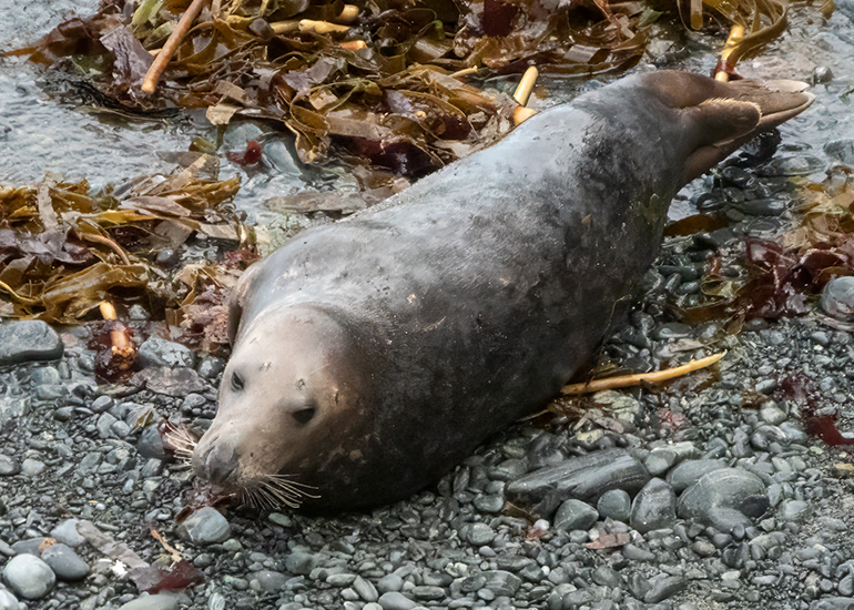 Seals in the Wild - South Cornwall - 3rd January 2026