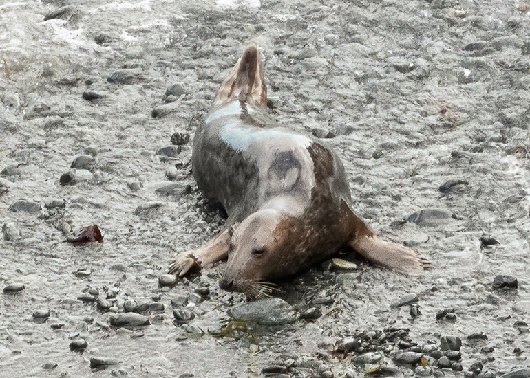 Seals in the Wild - South Cornwall - 3rd January 2026
