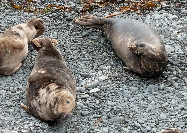 Seals in the Wild - South Cornwall - 3rd January 2026