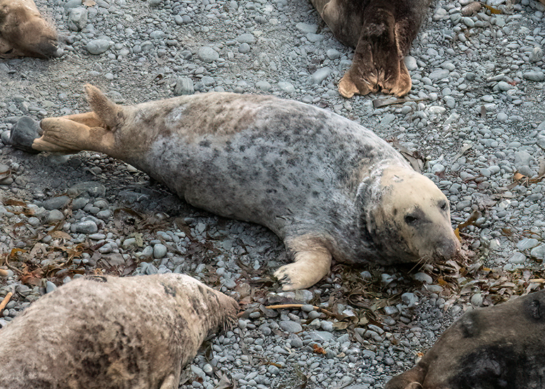 Seals in the Wild - South Cornwall - 3rd January 2026