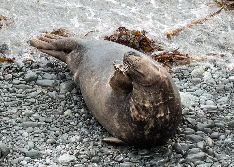 Seals in the Wild - South Cornwall - 3rd January 2026