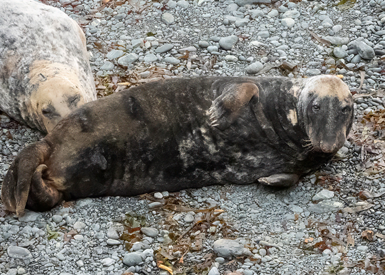 Seals in the Wild - South Cornwall - 3rd January 2026