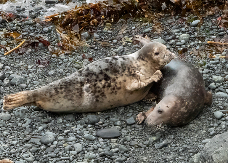 Seals in the Wild - South Cornwall - 3rd January 2026