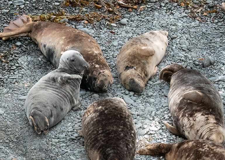 Seals in the Wild - South Cornwall - 3rd January 2026