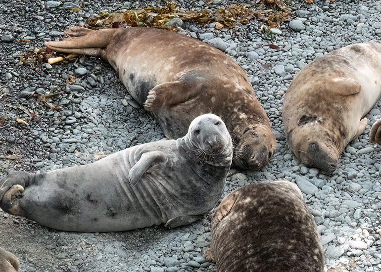 Seals in the Wild - South Cornwall - 3rd January 2026