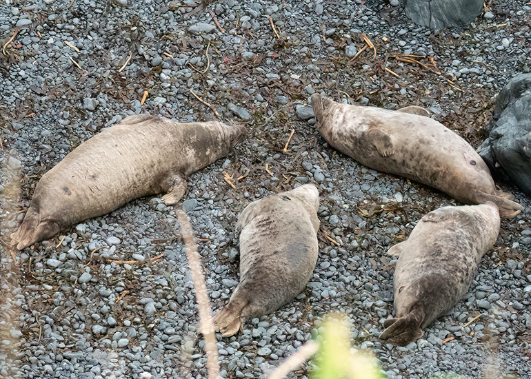 Seals in the Wild - South Cornwall - 3rd January 2026