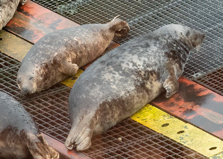 Seals in the Wild - South Cornwall - 4th February 2026