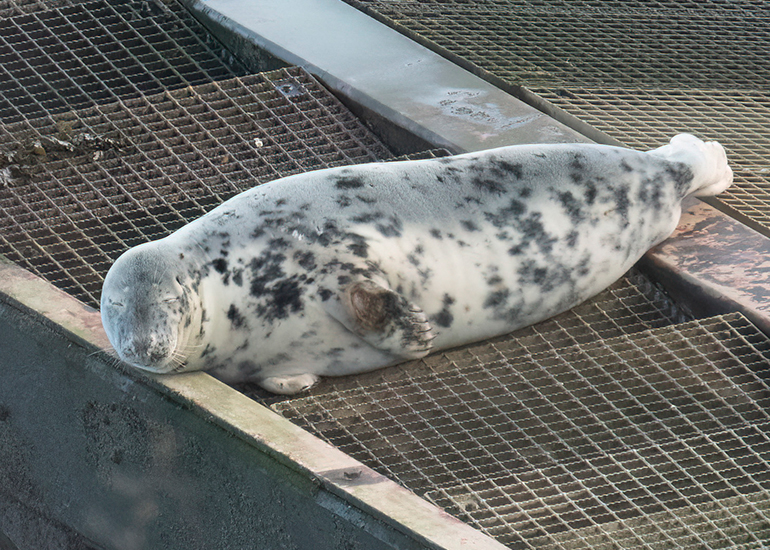 Seals in the Wild - South Cornwall - 4th February 2026
