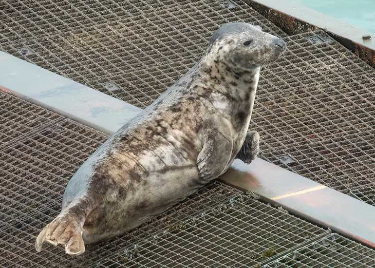 Seals in the Wild - South Cornwall - 4th February 2026