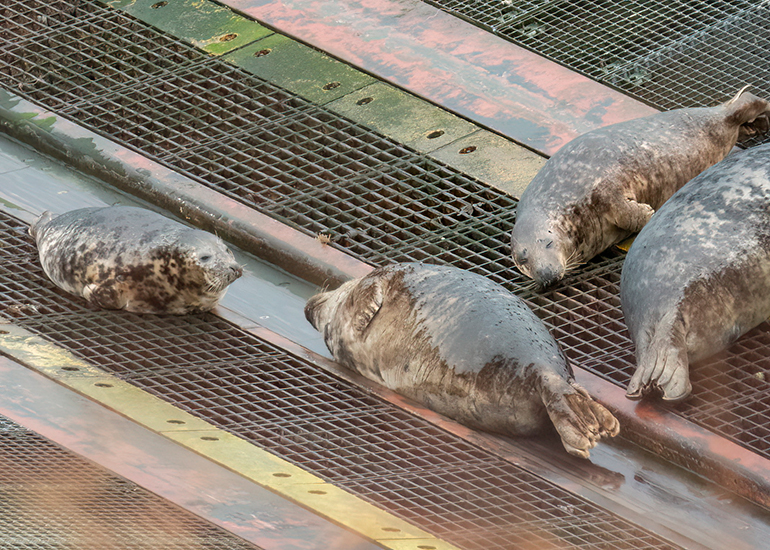 Seals in the Wild - South Cornwall - 4th February 2026