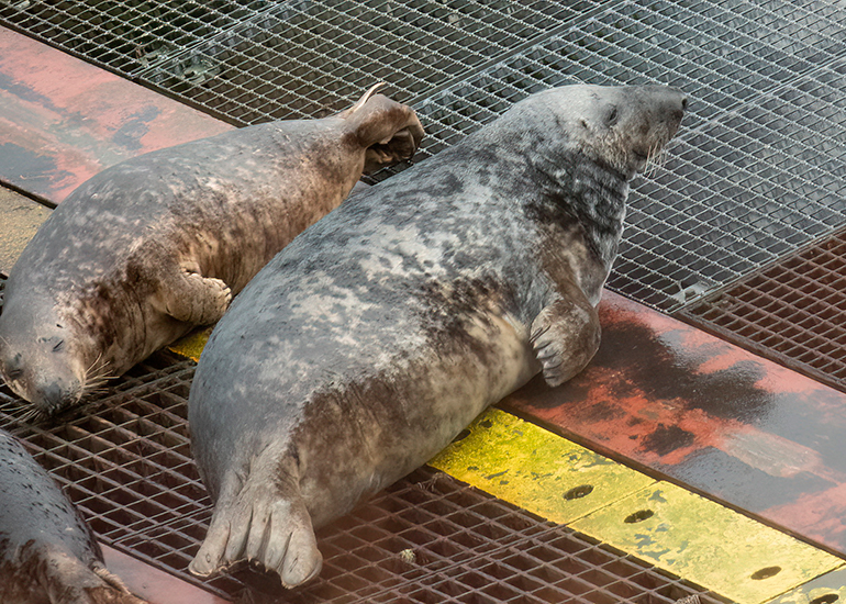 Seals in the Wild - South Cornwall - 4th February 2026