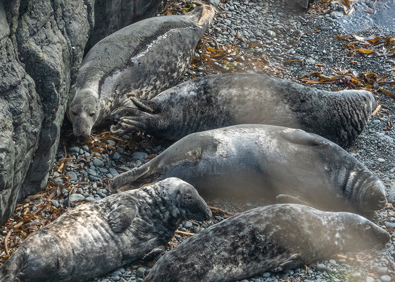 Seals in the Wild - South Cornwall - 28th February 2026