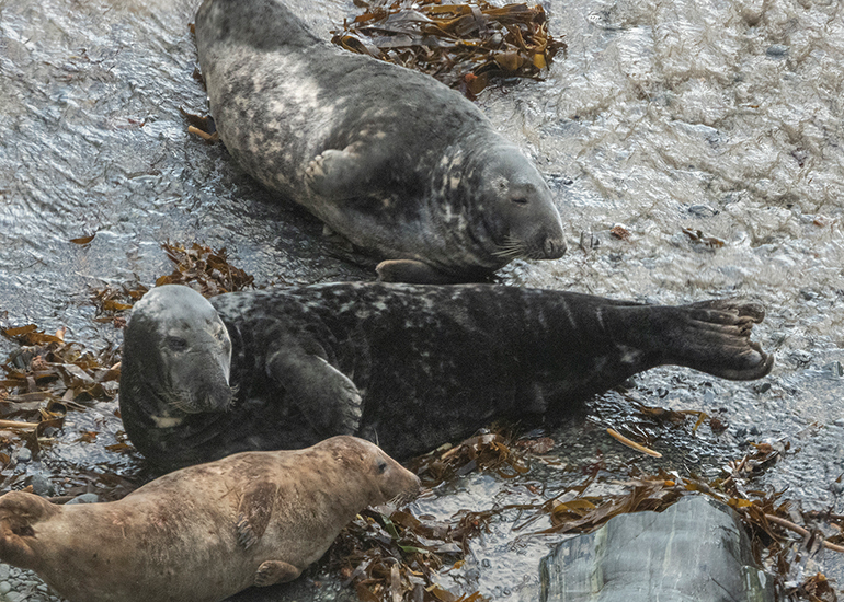 Seals in the Wild - South Cornwall - 28th February 2026