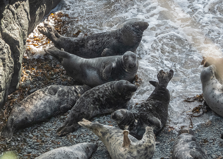 Seals in the Wild - South Cornwall - 28th February 2026