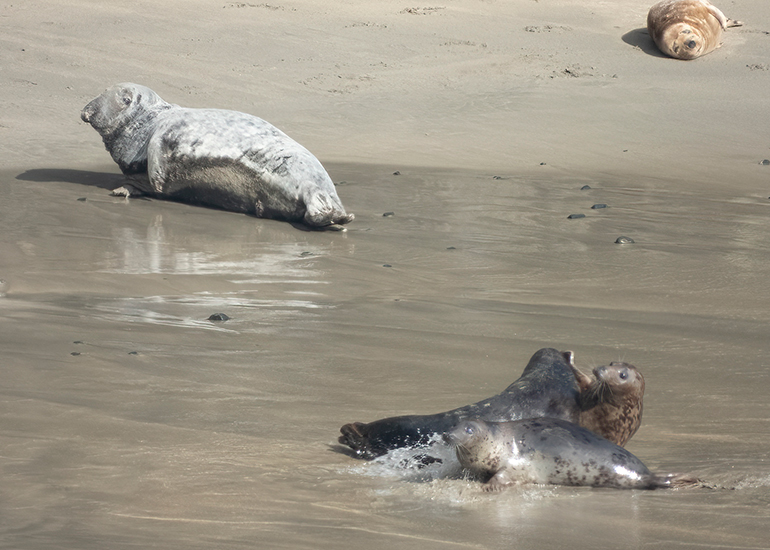 Seals in the Wild - South Cornwall - 28th February 2026