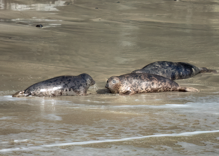 Seals in the Wild - South Cornwall - 28th February 2026
