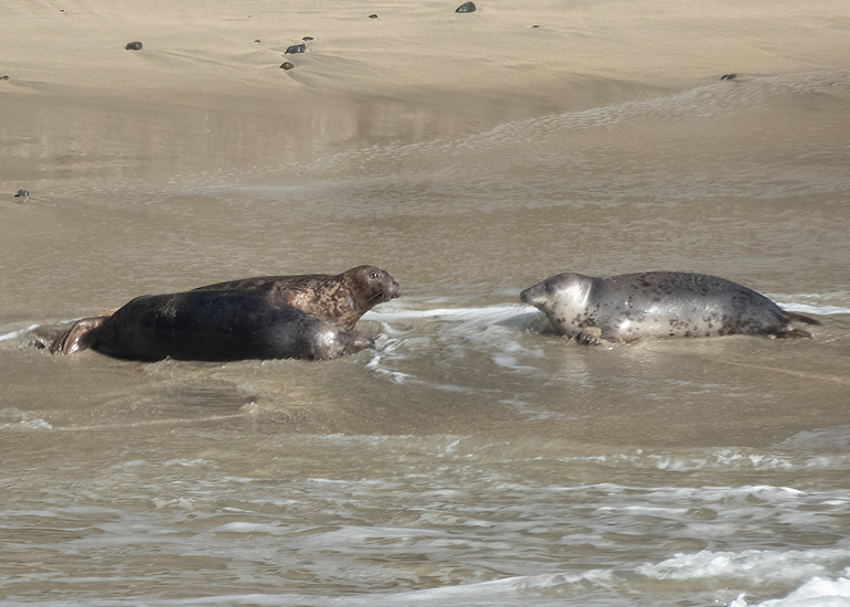 Seals in the Wild - South Cornwall - 28th February 2026